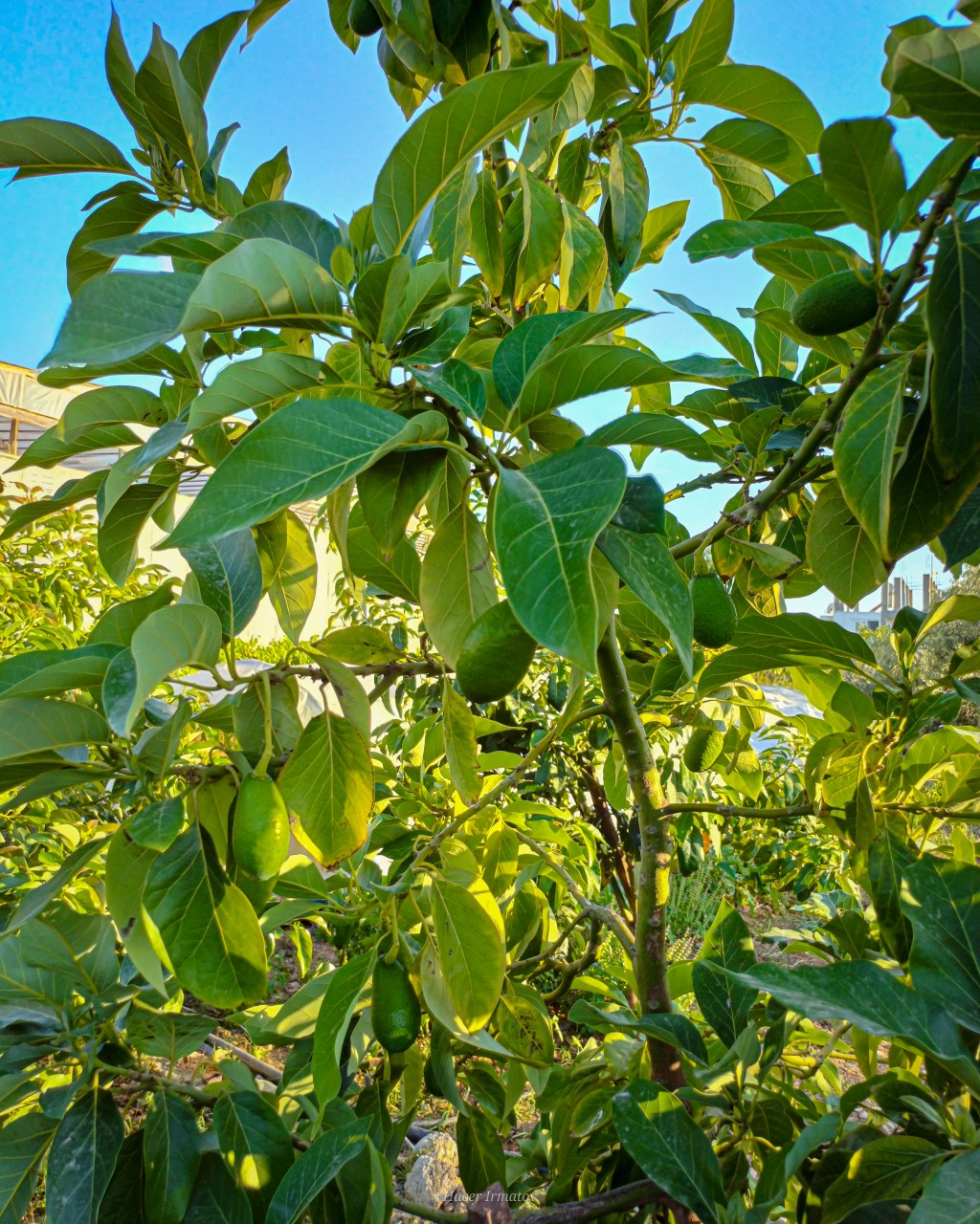 Avokado Kuralları 🥑