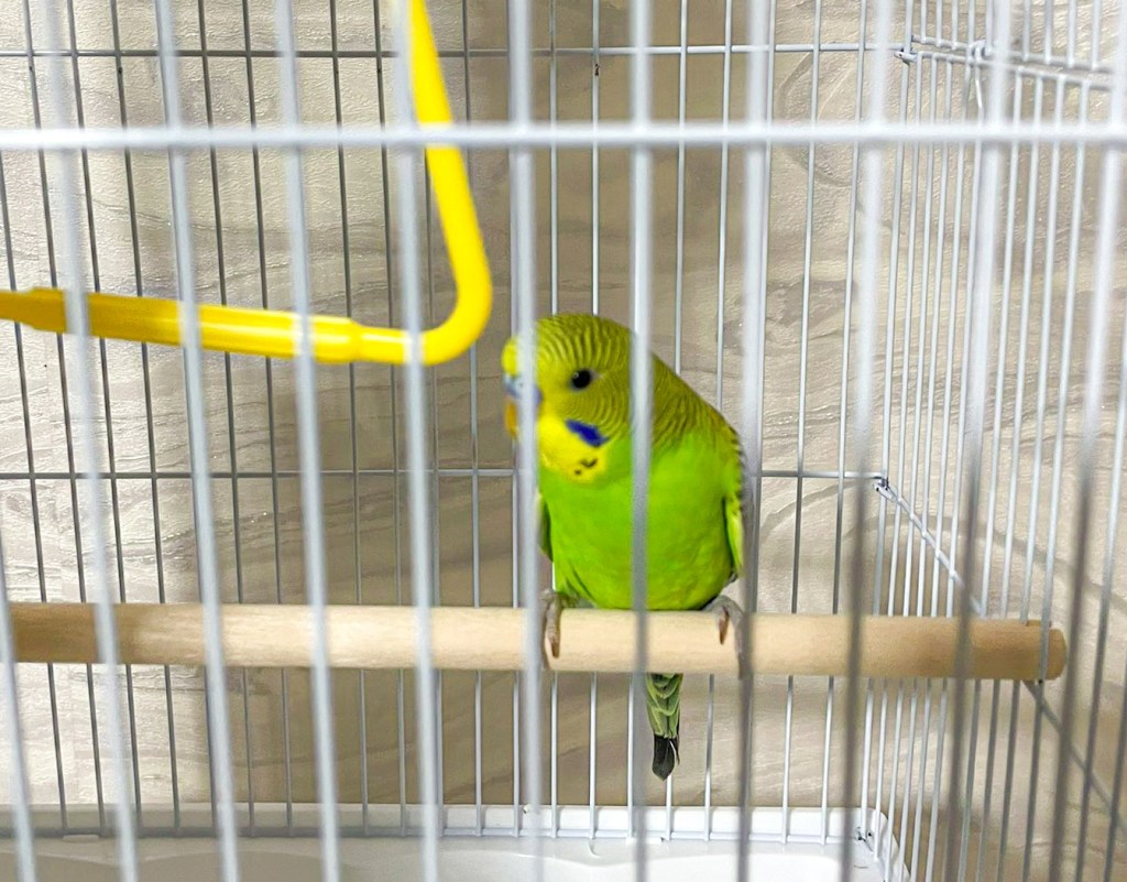 Kafesteki Kuş : Özgürlükten&nbsp;Kaçış