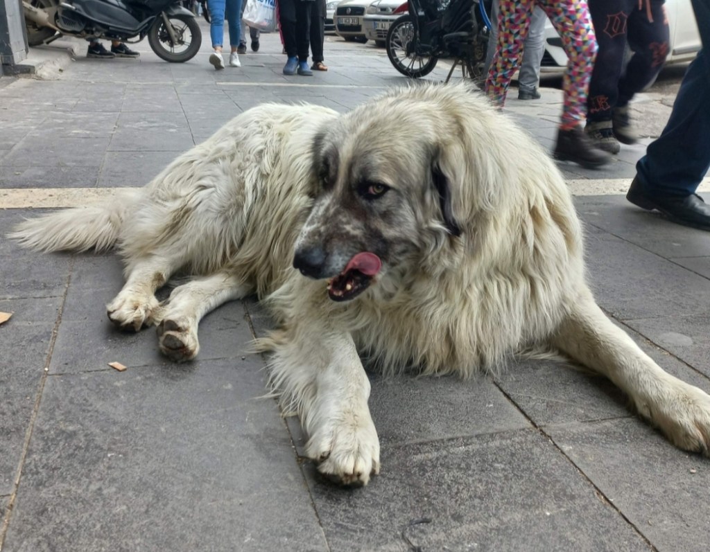 Sokaktan Hikayeler : Beyaz Kürklü&nbsp;Köpek