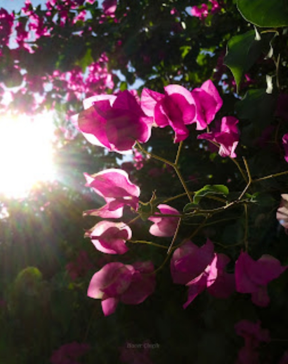 Ölümden Sonraki Hayat :&nbsp;Rüya