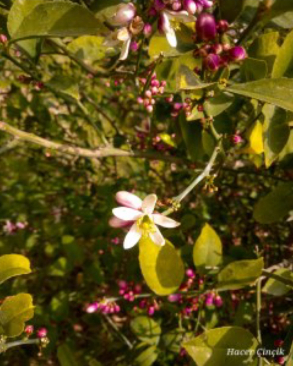 Çiçek Açmaya Cesaret&nbsp;Edin